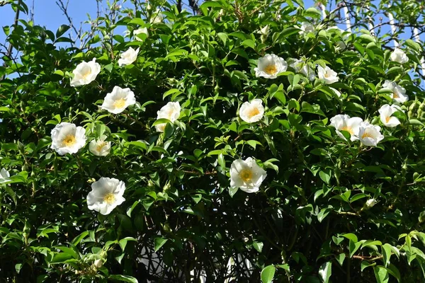 Cherokee Rose Rosa Laevigata Flowers Rosaceae Evergreen Vine Shrub White — Stock Photo, Image