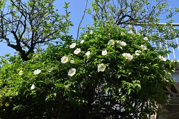 Cherokee Rose Rosa Laevigata Blüht Rosaceae Immergrüner Rebstrauch Weiße Fünfblättrige — Stockfoto