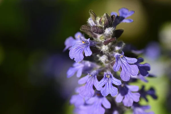Kék Kürt Ajuga Reptans Virágok Lamiaceae Örökzöld Évelő Kúszó Növények — Stock Fotó