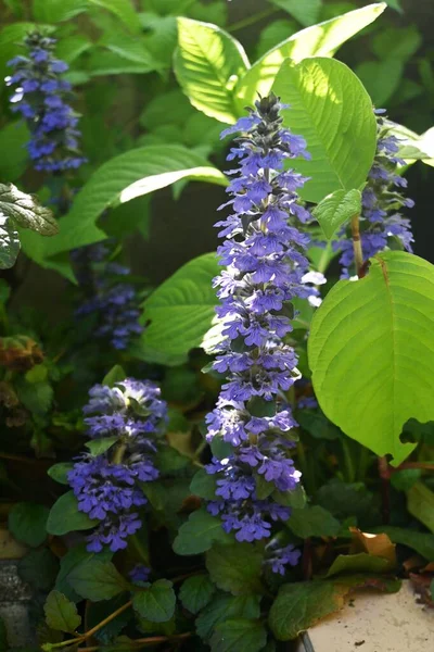 Blue Bugle Ajuga Reptans Flowers Lamiaceae Evergreen Perennial Creeping Plants — Stock Photo, Image