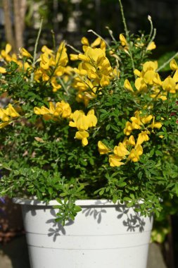 Yaygın çiçek (Cytisus scoparius) çiçekleri. Fabaceae Evergreen Akdeniz kıyısına özgü bir çalılık. Çiçek mevsimi Nisan 'dan Haziran' a kadardır. Zehirli bitki.