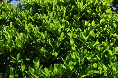 Tatlı viburnum ağacı çitleri. Viburaceae her zaman yeşil ağaç. Yangının yayılmasını önler ve yangın çitleri için kullanılır..