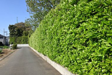 Tatlı viburnum ağacı çitleri. Viburaceae her zaman yeşil ağaç. Yangının yayılmasını önler ve yangın çitleri için kullanılır..
