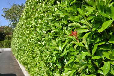 Tatlı viburnum ağacı çitleri. Viburaceae her zaman yeşil ağaç. Yangının yayılmasını önler ve yangın çitleri için kullanılır..