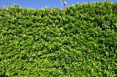 Tatlı viburnum ağacı çitleri. Viburaceae her zaman yeşil ağaç. Yangının yayılmasını önler ve yangın çitleri için kullanılır..
