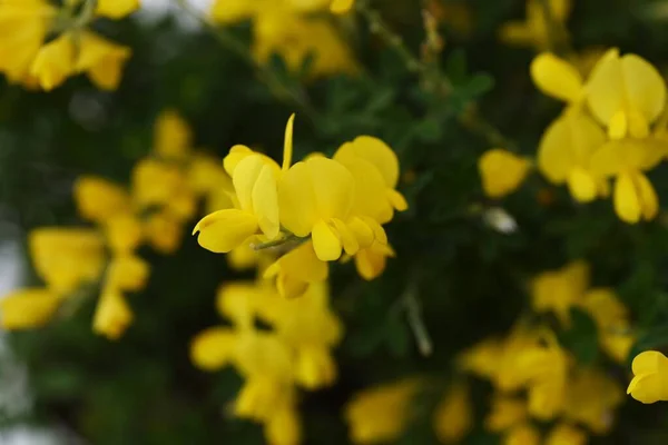 Die Gemeine Blüte Cytisus Scoparius Blüht Der Immergrüne Strauch Fabaceae — Stockfoto