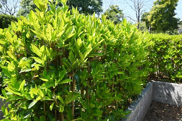 Dulce Viburnum Setos Árboles Viburnaceae Árbol Perenne Tiene Efecto Prevenir —  Fotos de Stock