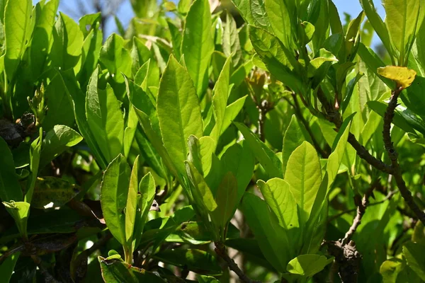 Сладкая Изгородь Вибурнума Viburnaceae Evergreen Tree Имеет Эффект Предотвращения Распространения — стоковое фото
