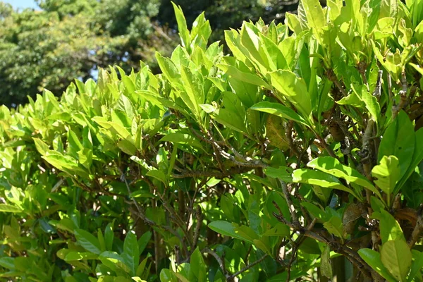 Les Douces Haies Viorne Viburnaceae Arbre Sempervirent Pour Effet Prévenir — Photo