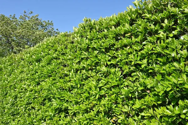 Słodkie Żywopłoty Drzewa Viburnum Viburnaceae Wiecznie Zielone Drzewo Prowadzi Zapobiegania — Zdjęcie stockowe