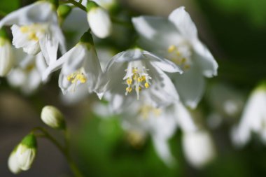 İnce Deutzia (Deutzia gracilis) çiçekleri. Ortanca yaprak döken çalı. Mayıs 'tan Haziran' a kadar bembeyaz çiçekler açar.