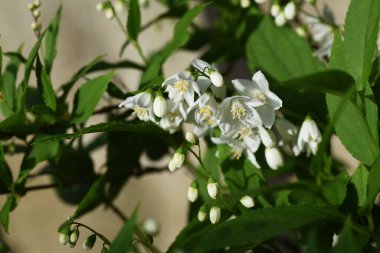 İnce Deutzia (Deutzia gracilis) çiçekleri. Ortanca yaprak döken çalı. Mayıs 'tan Haziran' a kadar bembeyaz çiçekler açar.