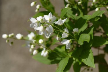 İnce Deutzia (Deutzia gracilis) çiçekleri. Ortanca yaprak döken çalı. Mayıs 'tan Haziran' a kadar bembeyaz çiçekler açar.