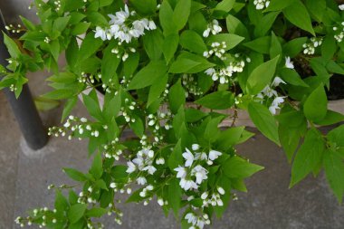 İnce Deutzia (Deutzia gracilis) çiçekleri. Ortanca yaprak döken çalı. Mayıs 'tan Haziran' a kadar bembeyaz çiçekler açar.