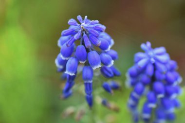 Muscari (Üzüm sümbülü) çiçekleri. Uzun ömürlü kuşkonmaz soğanlı bitkiler. Çan şeklinde çiçekler Mart 'tan Nisan' a kadar açar.