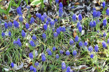 Muscari (Üzüm sümbülü) çiçekleri. Uzun ömürlü kuşkonmaz soğanlı bitkiler. Çan şeklinde çiçekler Mart 'tan Nisan' a kadar açar.
