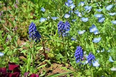 Muscari (Üzüm sümbülü) çiçekleri. Uzun ömürlü kuşkonmaz soğanlı bitkiler. Çan şeklinde çiçekler Mart 'tan Nisan' a kadar açar.