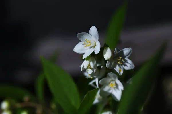 Slender Deutzia Deutzia Gracilis Flowers Hydrangeaceae Deciduous Shrub White Flowers — Stock Photo, Image