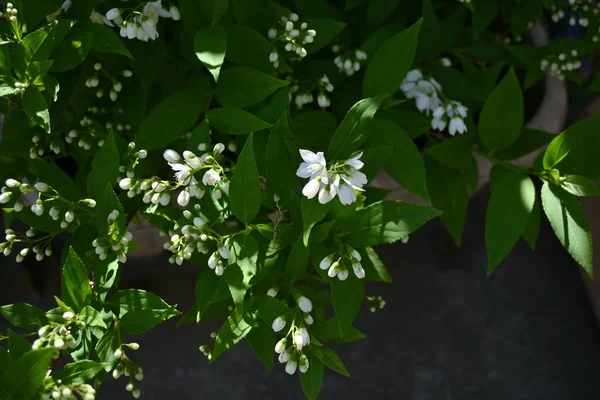 Flores Esbeltas Deutzia Deutzia Gracilis Hydrangeaceae Arbusto Caduco Flores Brancas — Fotografia de Stock