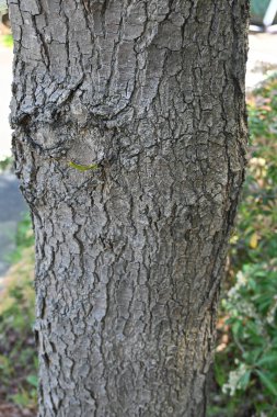 Çin Pistacia chinensis ağacı. Çin 'e özgü anacardiaceae yapraklı ağaç. Genç yapraklar yenilebilir ve sonbaharda güzel kırmızıya döner..