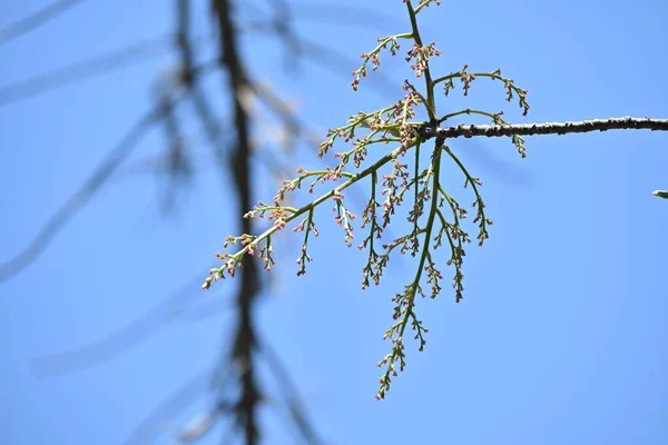 Çin Pistacia Chinensis Ağacı Çin Özgü Anacardiaceae Yapraklı Ağaç Genç — Stok fotoğraf