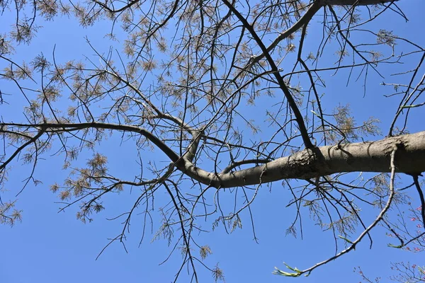 stock image Chinese pistache ( Pistacia chinensis ) tree. Anacardiaceae deciduous dioecious tree native to China. The young leaves are edible and turn red beautifully in autumn.