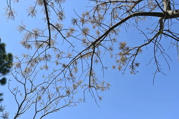 Pistão Chinês Pistacia Chinensis Árvore Anacardiaceae Árvore Dióica Decídua Nativa — Fotografia de Stock
