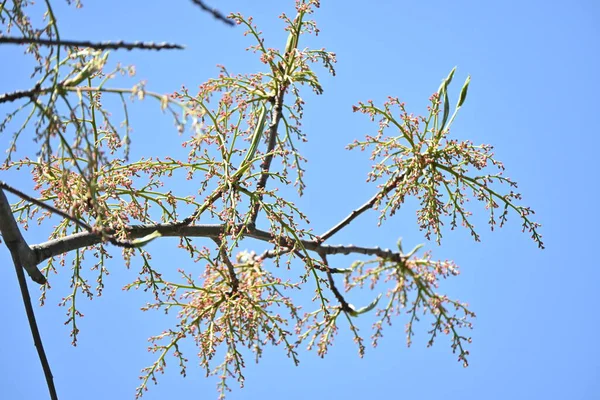 Pistache Chinoise Pistacia Chinensis Anacardiaceae Arbre Dioïque Caduc Originaire Chine — Photo
