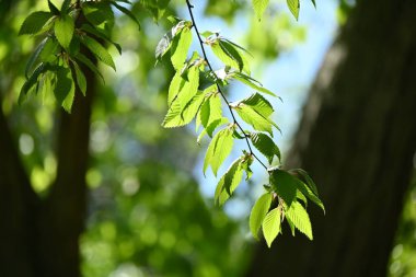 Chonowski 'nin boynuz ışını (Carpinus tschonoskii) Taze yeşil. Betulaceae yapraklı ağaç. Japonya 'ya özgü olarak, bu ağaç dağlık alanlarda yetişir ve aynı zamanda bir Bonsai olarak kullanılır..