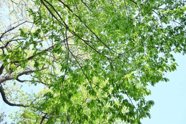 Chonowski 'nin boynuz ışını (Carpinus tschonoskii) Taze yeşil. Betulaceae yapraklı ağaç. Japonya 'ya özgü olarak, bu ağaç dağlık alanlarda yetişir ve aynı zamanda bir Bonsai olarak kullanılır..