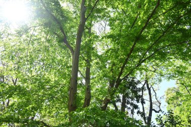 Chonowski 'nin boynuz ışını (Carpinus tschonoskii) Taze yeşil. Betulaceae yapraklı ağaç. Japonya 'ya özgü olarak, bu ağaç dağlık alanlarda yetişir ve aynı zamanda bir Bonsai olarak kullanılır..