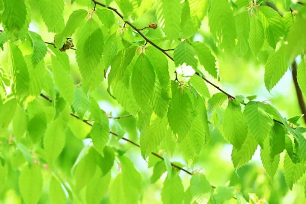 Chonowski Hornbeam Carpinus Tschonoskii Fersk Grønn Betulaceae Løvtrær Japan Vokser – stockfoto