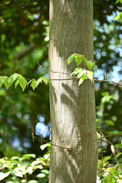 stock image Chonowski's hornbeam ( Carpinus tschonoskii ) Fresh green. Betulaceae deciduous tree. Native to Japan, this tree grows wild in mountainous areas and is also used as a Bonsai.