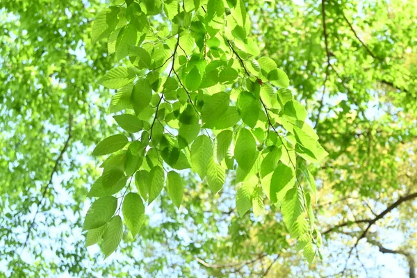 Chonowski Hornbeam Carpinus Tschonoskii Fresh Green Betulaceae Deciduous Tree Native — Stock Photo, Image