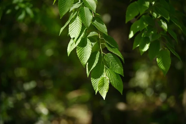 Chifre Chonowski Carpinus Tschonoskii Verde Fresco Betulaceae Árvore Caduca Nativa — Fotografia de Stock