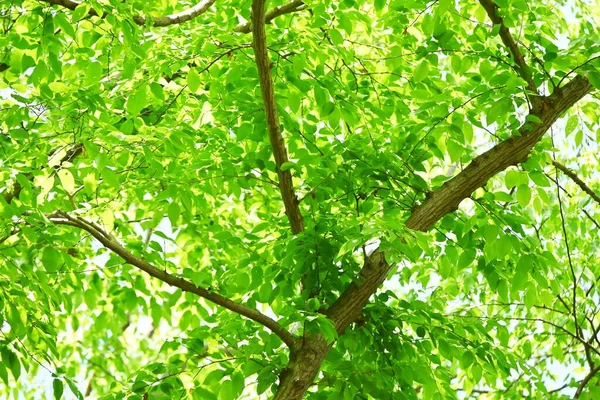 Chonowski Hornbeam Carpinus Tschonoskii Fresh Green 참나무는 낙엽수이다 토착종인 나무는 — 스톡 사진