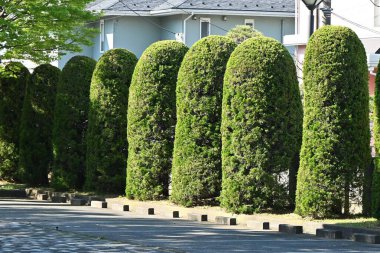 Juniperus chinensis 'Kaizuka' ( Chinese juniper ) hedges. Cupressaceae evergreen dioecious conifer native to China. It is used as a hedge because it is resistant to exhaust gas and sea breeze. clipart