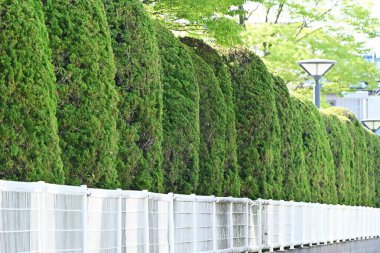 Juniperus chinensis 'Kaizuka' (Çin ardıcı) çitleri. Cupressaceae her daim yeşil olan Çin 'e özgü kozalaklı kozalaklı ağaç. Çit olarak kullanılır çünkü gaz ve deniz esintisine dayanıklıdır..