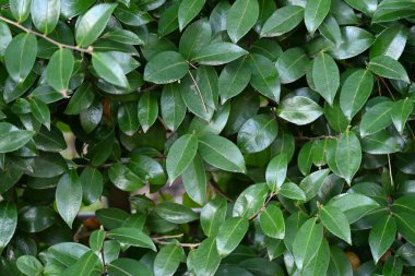 Kamelya sasanqua çitleri. Theaceae her zaman yeşil bir çalı. Çiçekleri sevmediğinde sonbahardan kışa kadar çiçek açar ve genellikle budamaya dayanıklı olduğu için çit olarak kullanılır..