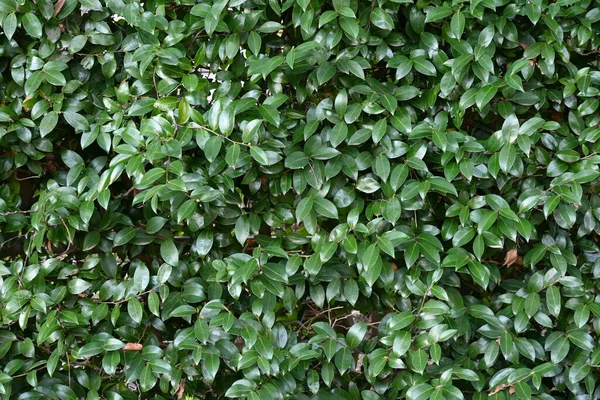 Camellia Sasanqua Heggen Theaceae Groenblijvende Struik Hij Bloeit Van Late — Stockfoto