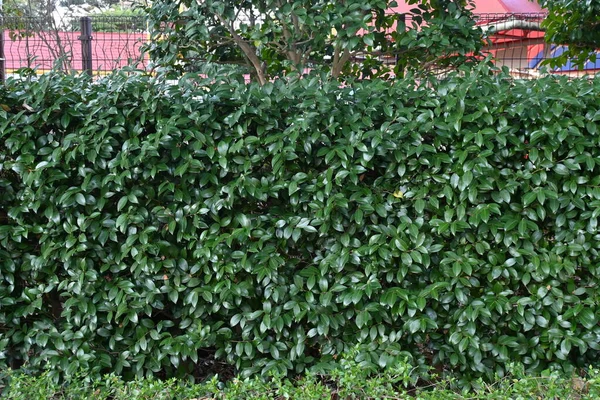 Die Camellia Sasanqua Hecken Der Immergrüne Strauch Theaceae Sie Blüht — Stockfoto