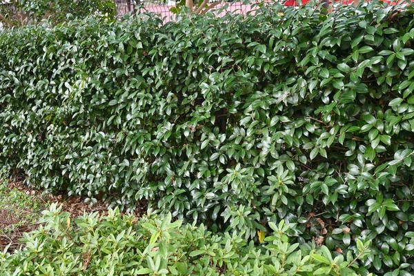 Φράχτες Camellia Sasanqua Theaceae Αειθαλής Θάμνος Ανθίζει Από Τέλη Του — Φωτογραφία Αρχείου