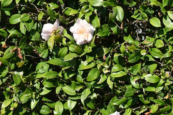 Los Setos Camellia Sasanqua Theaceae Evergreen Shrub Florece Desde Finales —  Fotos de Stock