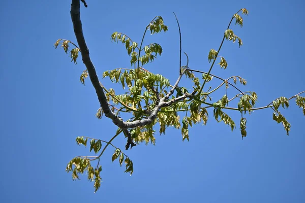 Tchajwanské Dešťové Stromy Koelreuteria Elegans Sapindaceae Listnatý Strom Původem Tchaj — Stock fotografie
