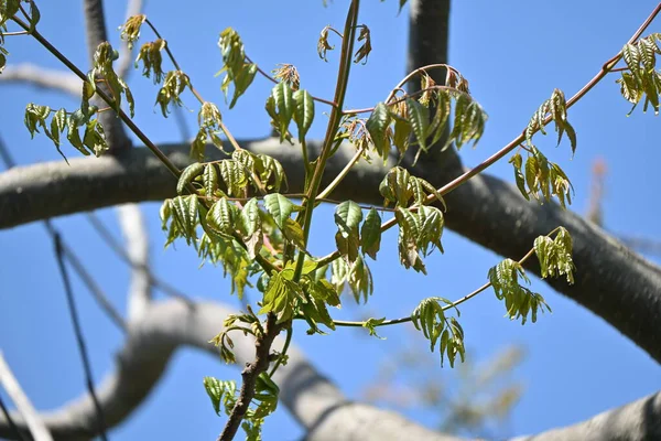 Árvore Chuva Taiwanesa Koelreuteria Elegans Sapindaceae Árvore Caduca Nativa Taiwan — Fotografia de Stock