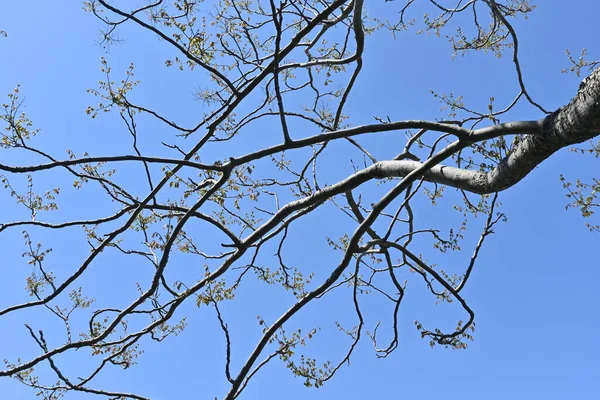 Árvore Chuva Taiwanesa Koelreuteria Elegans Sapindaceae Árvore Caduca Nativa Taiwan — Fotografia de Stock