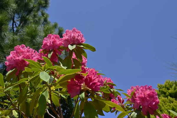 Flores Rhododendron Ericaceae Arbusto Sempre Verde Época Floração Abril Junho — Fotografia de Stock