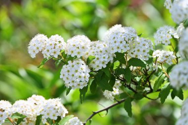  Reeves spirea (Spiraea cantoniensis) çiçekleri. Rosaceae 'nin Çin' e özgü yaprak döken çalısı. Nisan 'dan Mayıs' a kadar ağlayan dallardaki beyaz çiçek kümeleri.