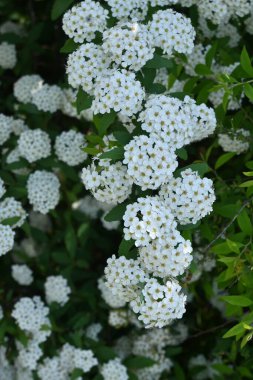  Reeves spirea (Spiraea cantoniensis) çiçekleri. Rosaceae 'nin Çin' e özgü yaprak döken çalısı. Nisan 'dan Mayıs' a kadar ağlayan dallardaki beyaz çiçek kümeleri.