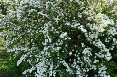  Reeves spirea (Spiraea cantoniensis) çiçekleri. Rosaceae 'nin Çin' e özgü yaprak döken çalısı. Nisan 'dan Mayıs' a kadar ağlayan dallardaki beyaz çiçek kümeleri.